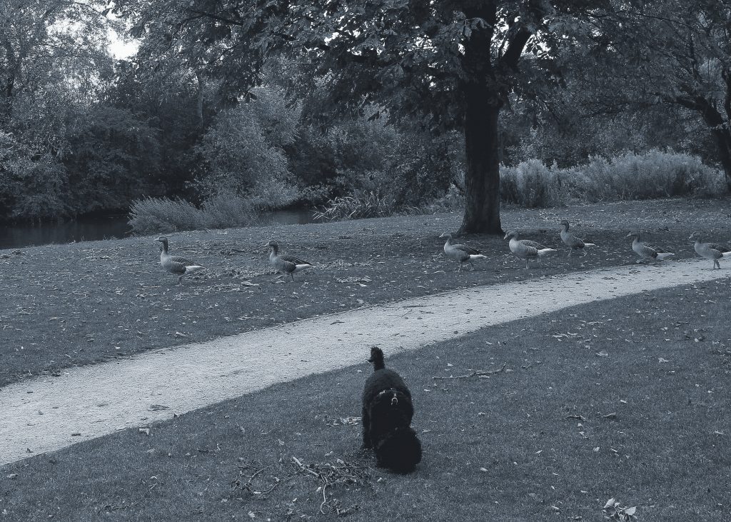 Dog and Geese in Park