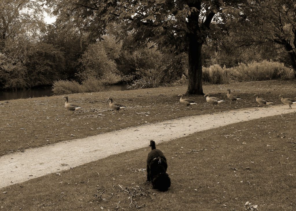 Dog in Park with Ducks