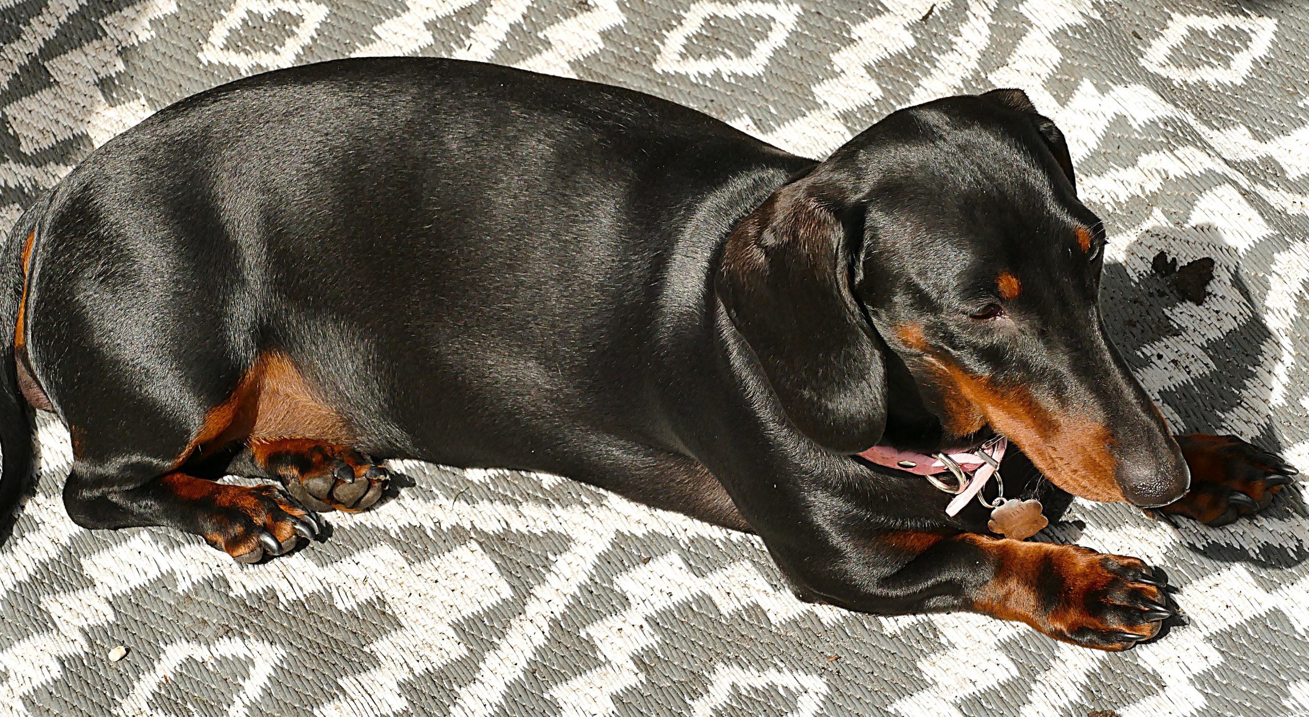 Picture of Dashund relaxing in the Sun