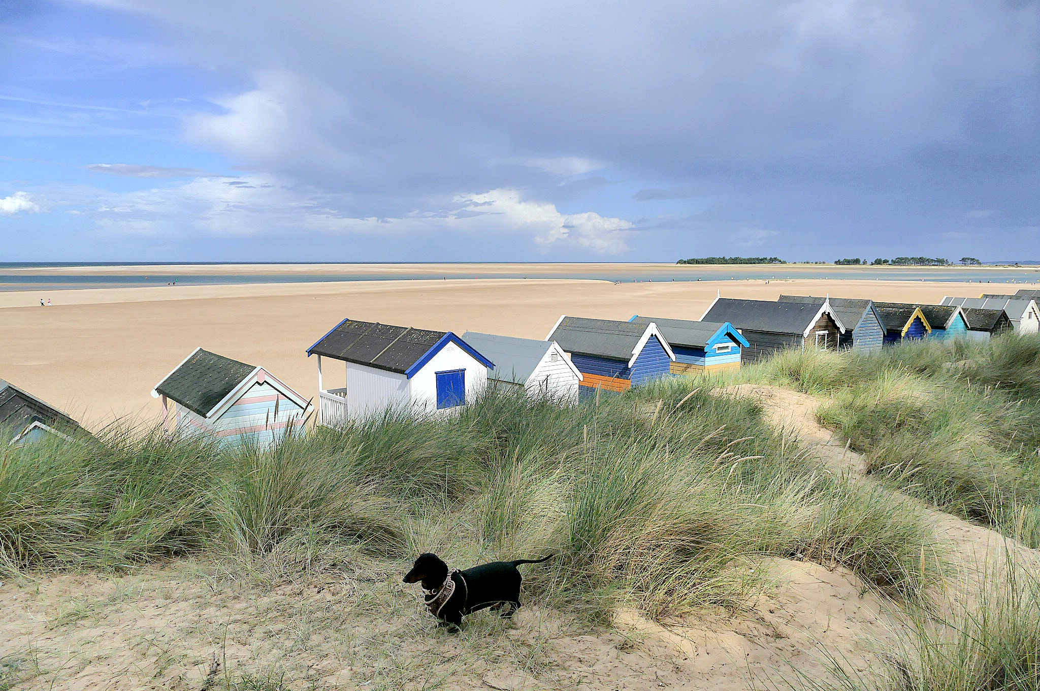 Photograph of Beach huts and a sausage dog