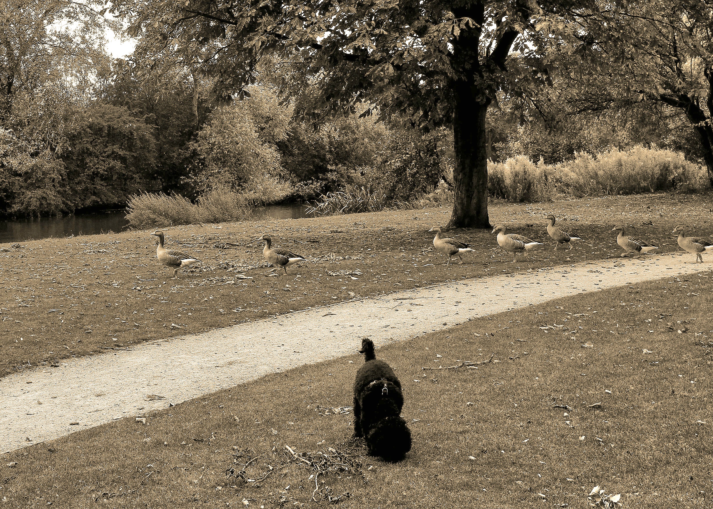 Sneaking Behind the Dog's Back